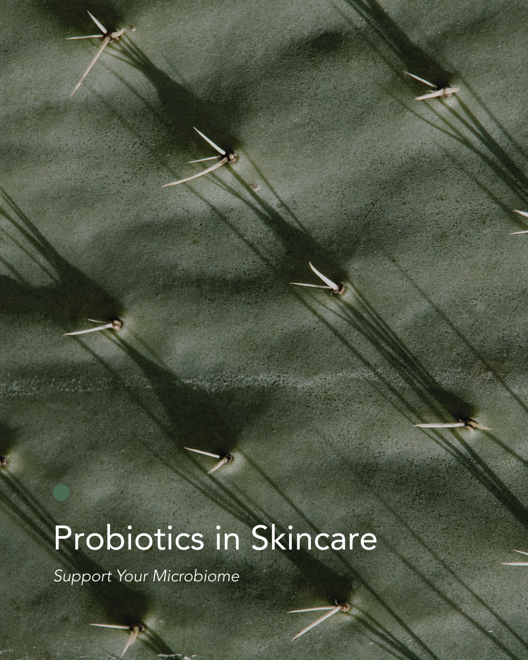 close up picture of cactus as skincare ingredient to strengthen microbiome and skin barrier